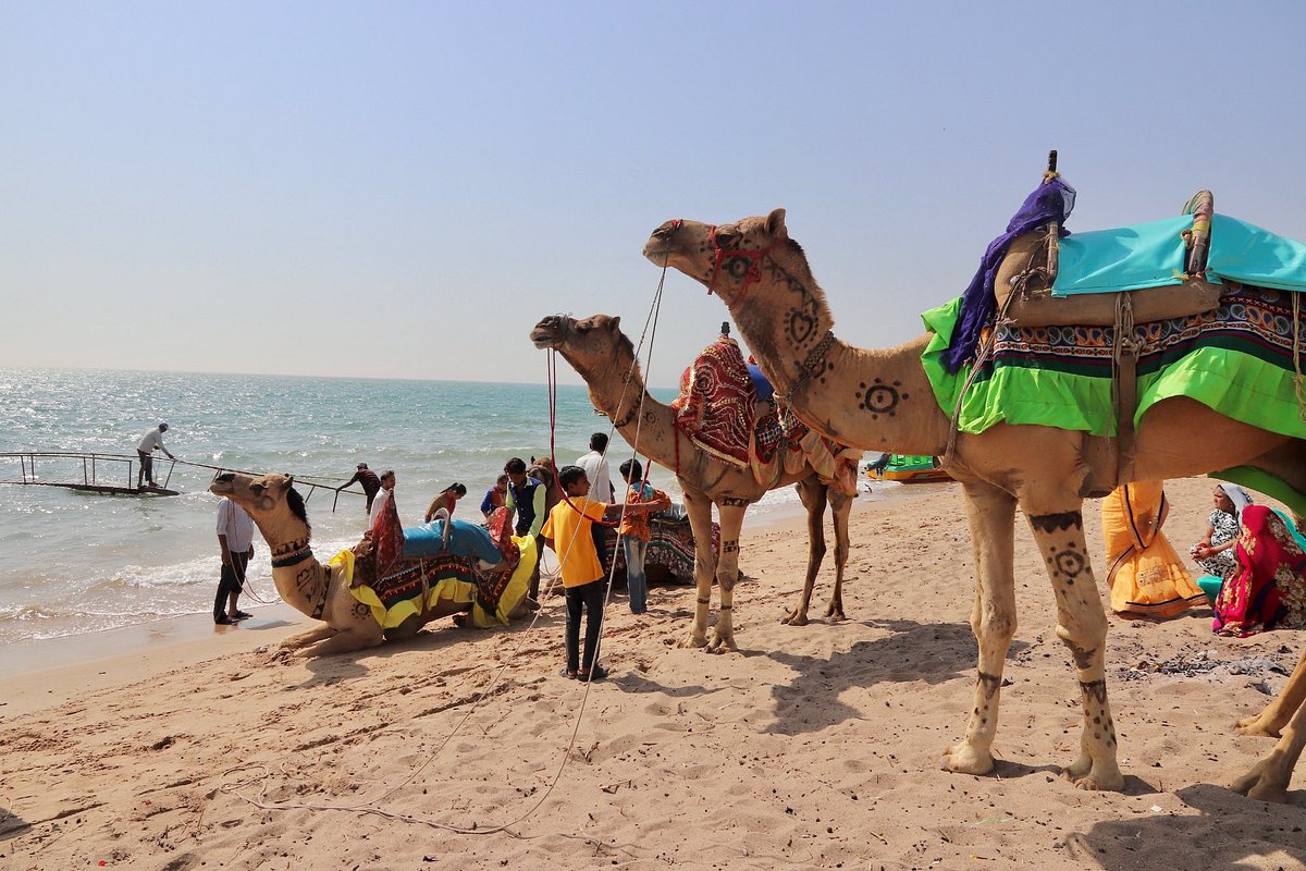 Decorated camels on Mandvi beach, Kutch coast